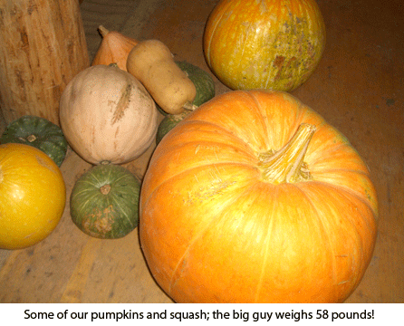 pumpkins-squash