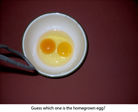homegrown-vs-store_egg