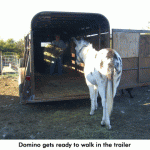 teaching-Domino-to-load-001