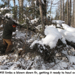 Will-sawing