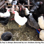 Chickens