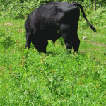 blackie