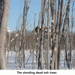 dead-ash