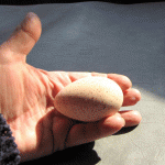 Turkey-egg
