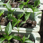 Peppers