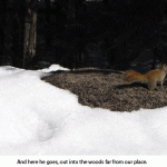 Squirrel-going