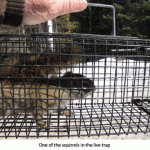 Squirrel-trap