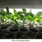 Peppers