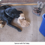 Spencer-baby