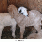 Two-kids