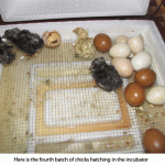 Hatching-chicks
