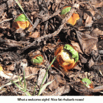 Rhubarb-nose