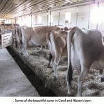 Milking-cows