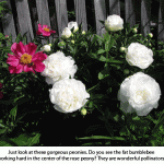 Peonies