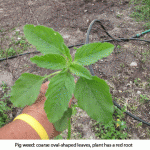 Pigweed