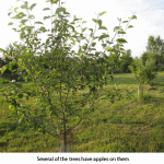 Apples
