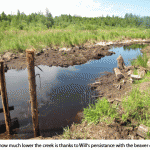 Lower-creek