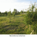 Orchard