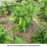 Peppers