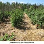 Tomatoes-mulched