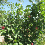 Apples