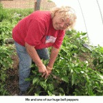 Bell-peppers