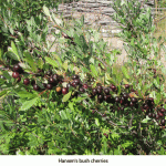 Bush-cherries