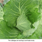 Cabbage