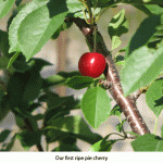 Cherry