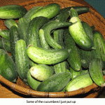 Cucumbers