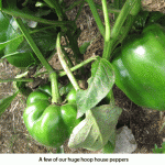 More-peppers