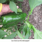 Pepper