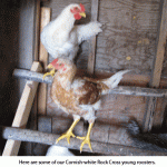 Roosters