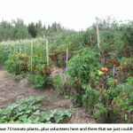 Tomato-plants