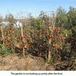 Frost-tomatoes