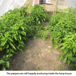 No-frost-peppers