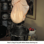 Cheese