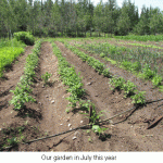 July-garden