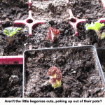 Begonias