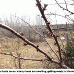 Cherry-buds