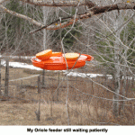 Oriole-feeder
