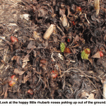 Rhubarb-noses