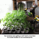 Tall-tomatoes