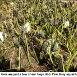 Huge-Hopi