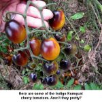 Indigo-kumquat