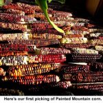 Painted-mountain-corn