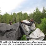 Tarping-tomatoes