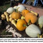 Tractor-load-of-squash