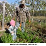 Ava-carrots