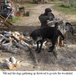 Gathering-firewood